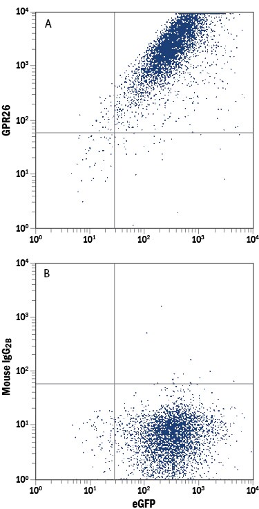 Detection of GPR26 antibody in HEK293 Human Cell Line Transfected with Human GPR26 and eGFP antibody by Flow Cytometry.