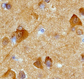 GPR3 antibody in Human Brain by Immunohistochemistry (IHC-P).