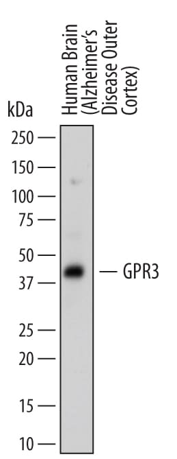 Detection of Human GPR3 antibody by Western Blot.