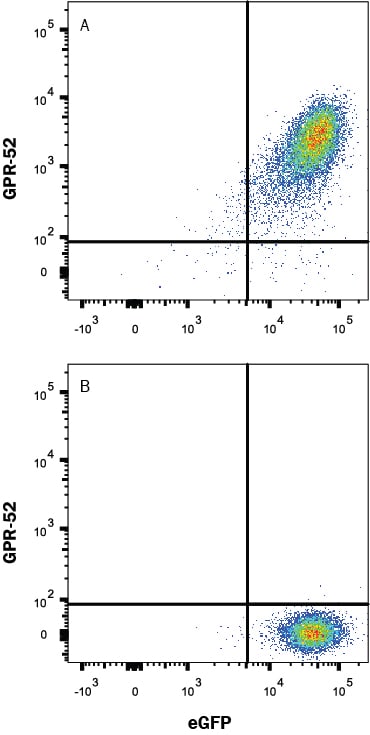 Detection of GPR52 antibody in HEK293 Human Cell Line Transfected with Human GPR52 and eGFP antibody by Flow Cytometry.
