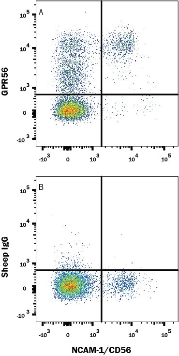 Detection of GPR56 antibody in Human Blood Lymphocytes antibody by Flow Cytometry.
