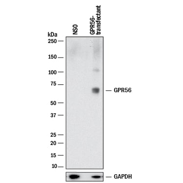 Detection of Human GPR56 antibody by Western Blot.