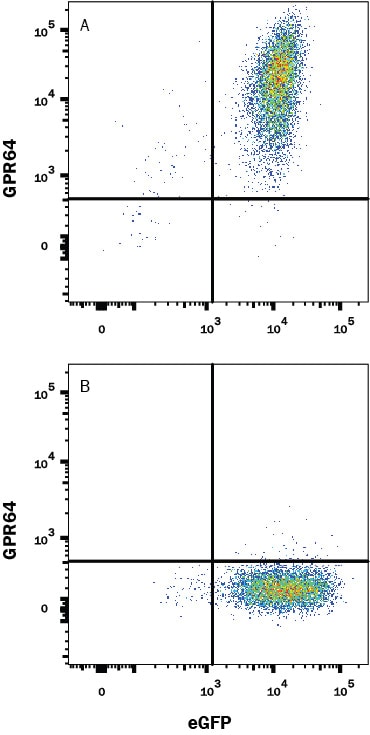 Detection of GPR64 antibody in HEK293 Human Cell Line Transfected with Human GPR64 and eGFP antibody by Flow Cytometry.