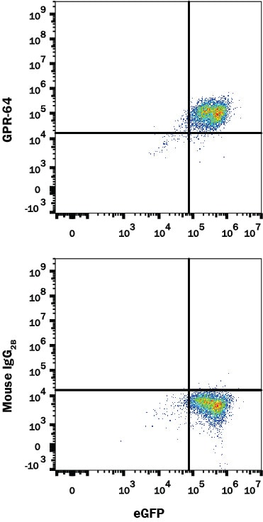 Detection of GPR64 antibody in NS0 Cell Line Transfected with Human GPR64 and eGFP antibody by Flow Cytometry.