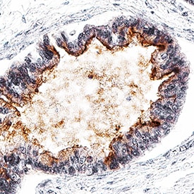 GPR64 antibody in Human Epididymis by Immunohistochemistry (IHC-P).