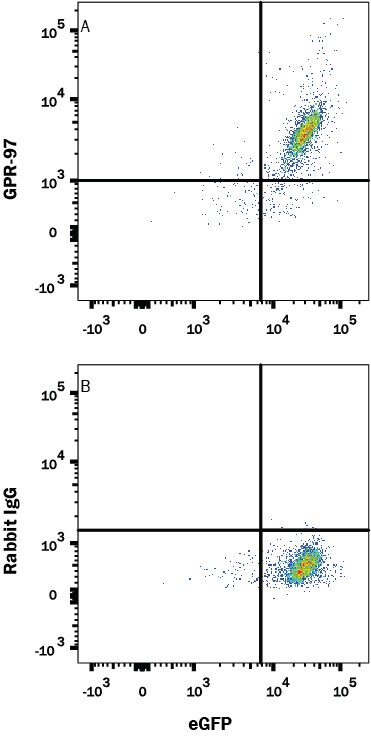 Detection of GPR97 antibody in HEK293 Human Cell Line Transfected with Human GPR97 and eGFP antibody by Flow Cytometry