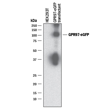 Detection of Human GPR97 antibody by Western Blot.
