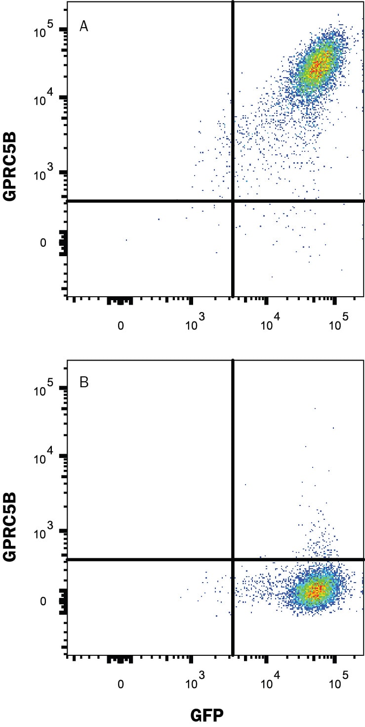 Detection of GPRC5B antibody in HEK293 Human Cell Line Transfected with Human GPRC5B and eGFP antibody by Flow Cytometry.