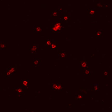 GPVI antibody in Mouse Platelets by Immunocytochemistry (ICC).