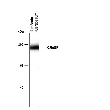 Detection of GRASP antibody by Western Blot.