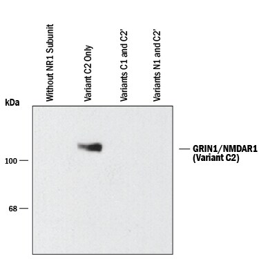 Detection of GRIN1/NMDAR1 C2 Splice Variant antibody by Western Blot