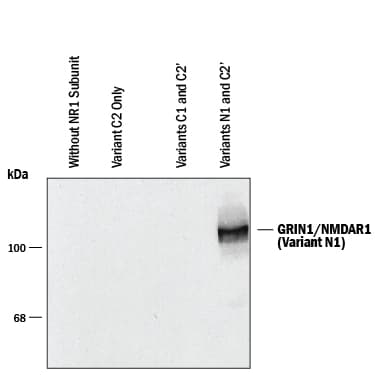 Detection of GRIN1/NMDAR1 N1 Splice Variant antibody by Western Blot.