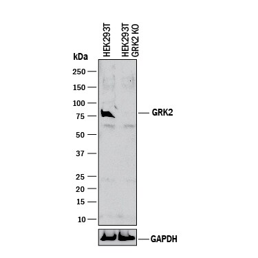 Western Blot Shows Human GRK2 Antibody Specificity by Using Knockout Cell Line.