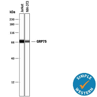 Detection of Human and Mouse GRP75/HSPA9B antibody by Simple WesternTM.