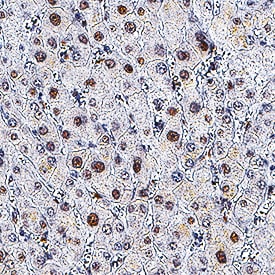 GR/NR3C1 antibody in Human Liver by Immunohistochemistry (IHC-P).