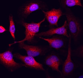 GSK-3a/ beta  antibody in HeLa Human Cell Line by Immunocytochemistry (ICC).