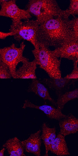 Phospho-GSK-3 beta  (S9) antibody in HeLa Human Cell Line by Immunocytochemistry (ICC).