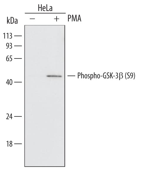 Detection of Human Phospho-GSK-3 beta  (S9) antibody by Western Blot.