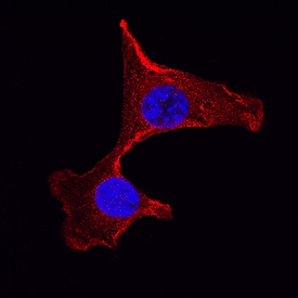 GSK-3 beta  antibody in NIH-3T3 Mouse Cell Line by Immunocytochemistry (ICC).