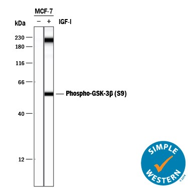 Detection of Human Phospho-GSK-3 beta  (S9) antibody by Simple WesternTM.