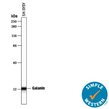 Detection of Human Galanin antibody by Simple WesternTM.