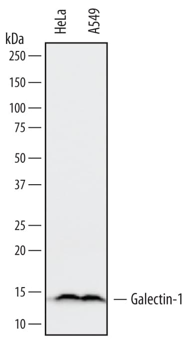 Detection of Human Galectin-1 antibody by Western Blot.