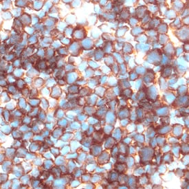 Galectin‑1 antibody in Mouse Thymus by Immunohistochemistry (IHC-Fr).