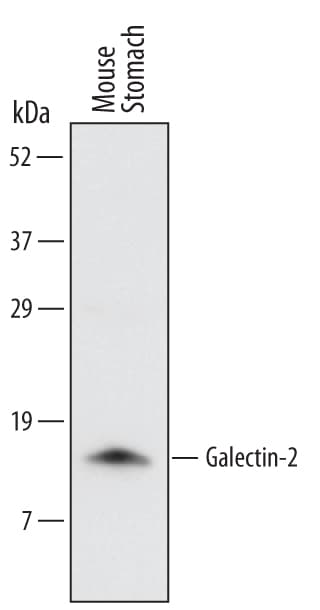 Detection of Mouse Galectin-2 antibody by Western Blot.
