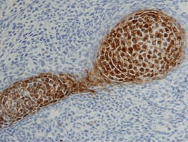 Galectin‑3 antibody in Mouse Cartilage by Immunohistochemistry (IHC-Fr).