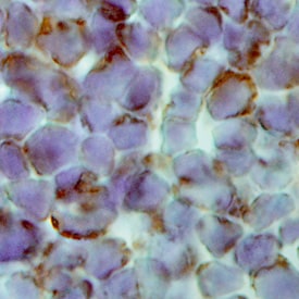 Galectin-7 antibody in Mouse Thymus by Immunohistochemistry (IHC-Fr).