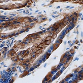 Galectin-9 antibody in Mouse Colon by Immunohistochemistry (IHC-Fr).
