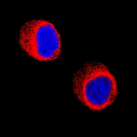 Galectin-10 antibody in HL-60 Human Cell Line by Immunocytochemistry (ICC).