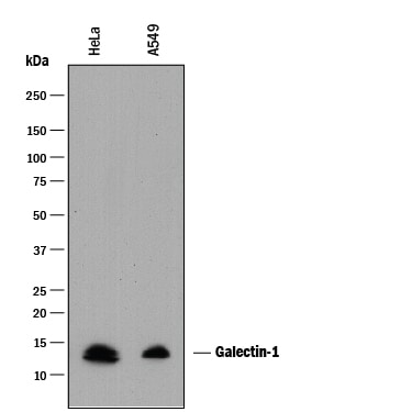 Detection of Human Galectin‑1 antibody by Western Blot.
