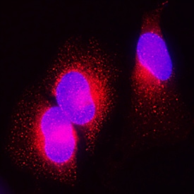 Galectin-3BP/MAC-2BP antibody in HeLa Human Cell Line by Immunocytochemistry (ICC).