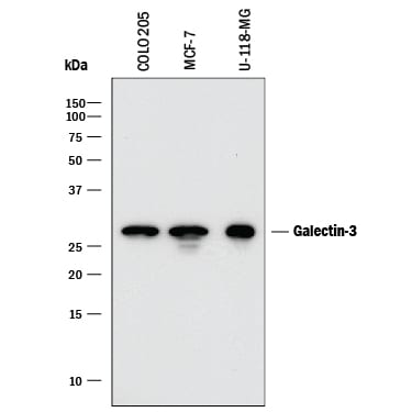 Detection of Human Galectin‑3 antibody by Western Blot.