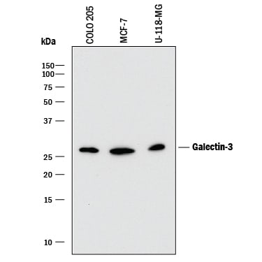 Detection of Human Galectin‑3 antibody by Western Blot.