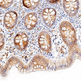 Galectin-9 antibody in Human Colon by Immunohistochemistry (IHC-P).