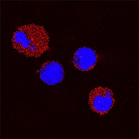 Galectin-9 antibody in Mouse Splenocytes by Immunocytochemistry (ICC).