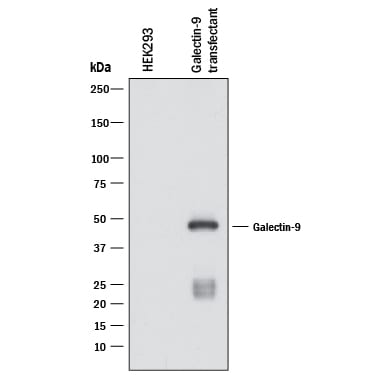 Detection of Human Galectin-9 antibody by Western Blot.