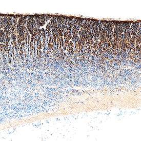 Gas1 antibody in Mouse Embryo.