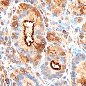 Gastrokine 1 antibody in Human Stomach by Immunohistochemistry (IHC-P).