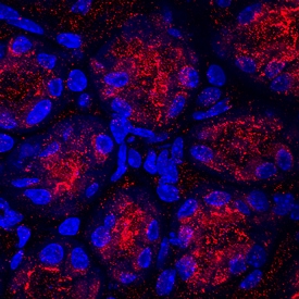 Gastrokine 1 antibody in Mouse Intestine by Immunohistochemistry (IHC-Fr).