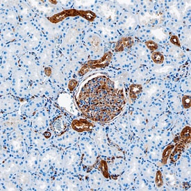 Gelsolin/GSN antibody in Human Kidney by Immunohistochemistry (IHC-P).