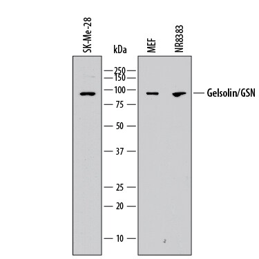 Detection of Human, Mouse, and Rat Gelsolin/GSN antibody by Western Blot.