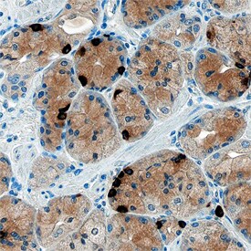 Ghrelin/Obestatin antibody in Human Stomach by Immunohistochemistry (IHC-P).