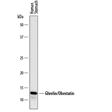 Detection of Human Ghrelin/Obestatin antibody by Western Blot.