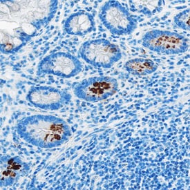 Acylated Ghrelin antibody in Human Small Intestine Tissue by Immunohistochemistry (IHC-P).