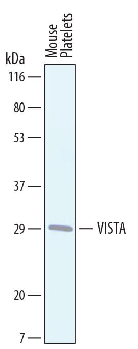 Detection of VISTA/B7-H5/PD-1H antibody by Western Blot.