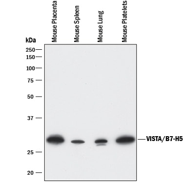 Detection of Mouse VISTA/B7-H5/PD-1H antibody by Western Blot.
