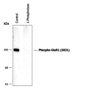 Detection of Phospho-GluR1 (S831) antibody by Western Blot.